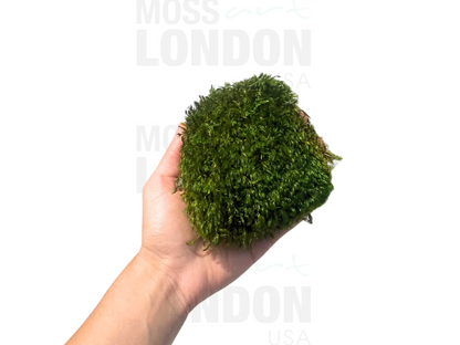 Mood Moss