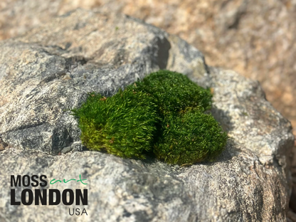 Mood Moss