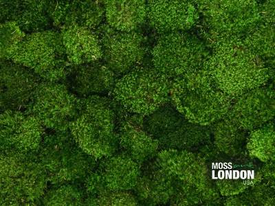 Preserved Mood Moss for Moss Wall Art Designs