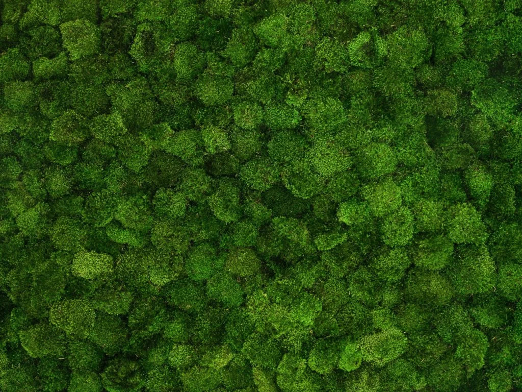Mood Moss