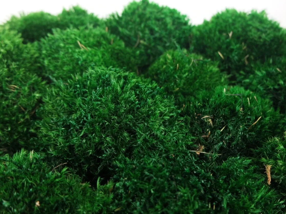 Mood Moss