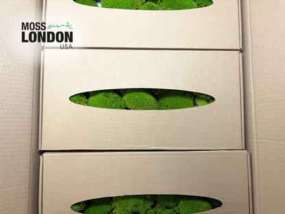 Apple Green Ball Moss Small/Medium