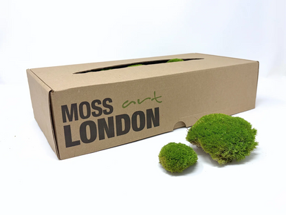 Apple Green Ball Moss Small/Medium