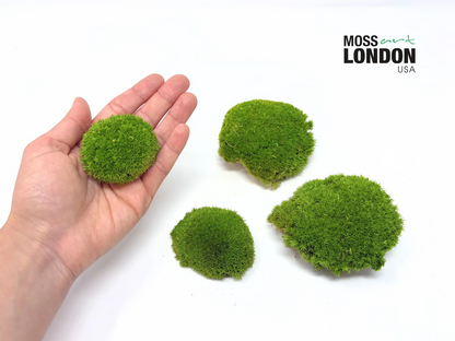 Apple Green Ball Moss Small/Medium